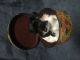 Miniature Schnauzer Puppies for sale in Anaheim, CA, USA. price: $600