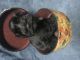 Miniature Schnauzer Puppies for sale in Anaheim, CA, USA. price: $400