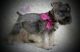 Miniature Schnauzer Puppies for sale in Maple Lake, MN 55358, USA. price: NA