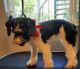 Miniature Schnauzer Puppies for sale in Spring, TX 77373, USA. price: NA