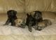 Miniature Schnauzer Puppies for sale in Butler, KY 41006, USA. price: $400