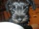Miniature Schnauzer Puppies for sale in McDonough, GA 30252, USA. price: $600