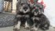 Miniature Schnauzer Puppies for sale in Los Angeles, CA 90065, USA. price: NA