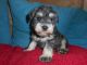 Miniature Schnauzer Puppies for sale in US-130, North Brunswick Township, NJ 08902, USA. price: NA