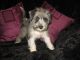 Miniature Schnauzer Puppies for sale in Jersey City, NJ, USA. price: NA