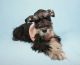 Miniature Schnauzer Puppies for sale in Agoura Hills, CA, USA. price: NA