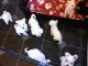 Miniature Schnauzer Puppies for sale in Seattle, WA, USA. price: $600