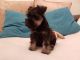 Miniature Schnauzer Puppies for sale in Mississauga, ON, Canada. price: NA