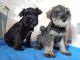 Miniature Schnauzer Puppies for sale in Bloomfield Ave, Bloomfield, CT 06002, USA. price: NA