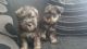 Miniature Schnauzer Puppies for sale in Pocatello, ID, USA. price: $500