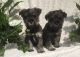 Miniature Schnauzer Puppies for sale in Branford, FL 32008, USA. price: NA