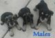 Miniature Schnauzer Puppies for sale in Montgomery, IN, USA. price: NA