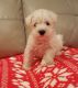 Miniature Schnauzer Puppies for sale in New York, NY, USA. price: $500