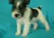 Miniature Schnauzer Puppies for sale in Tucson, AZ, USA. price: $650
