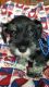 Miniature Schnauzer Puppies for sale in Robinson, PA 15949, USA. price: NA