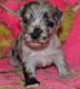 Miniature Schnauzer Puppies for sale in TX-121, Blue Ridge, TX 75424, USA. price: NA