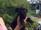 Miniature Schnauzer Puppies for sale in Kentucky St, Lawrence, KS, USA. price: $300