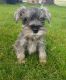 Miniature Schnauzer Puppies for sale in Denver, CO 80230, USA. price: NA