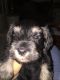 Miniature Schnauzer Puppies for sale in Algoma, WI 54201, USA. price: $1,200