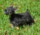 Miniature Schnauzer Puppies for sale in Dania Beach, FL, USA. price: NA