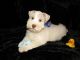 Miniature Schnauzer Puppies for sale in Boston, MA, USA. price: $600
