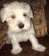 Miniature Schnauzer Puppies for sale in Port St Lucie, FL, USA. price: NA