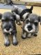 Miniature Schnauzer Puppies for sale in Califa St, Los Angeles, CA 91601, USA. price: NA