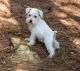 Miniature Schnauzer Puppies for sale in District Heights, MD 20747, USA. price: $500