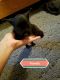 Miniature Schnauzer Puppies for sale in Lucasville, OH 45648, USA. price: $300