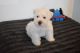 Miniature Schnauzer Puppies for sale in Austin, TX, USA. price: NA