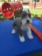 Miniature Schnauzer Puppies for sale in Atlanta, GA, USA. price: $1,800