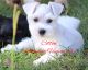 Miniature Schnauzer Puppies for sale in Piedmont, SC 29673, USA. price: $1,200