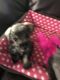 Miniature Schnauzer Puppies for sale in Katy, TX, USA. price: $475