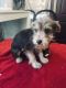 Miniature Schnauzer Puppies for sale in Berlin, CT, USA. price: NA