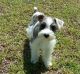 Miniature Schnauzer Puppies for sale in Waterford, PA 16441, USA. price: $400