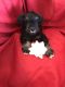 Miniature Schnauzer Puppies for sale in Bakersfield, CA, USA. price: $800