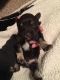 Miniature Schnauzer Puppies for sale in Norwood, NC 28128, USA. price: $2,500