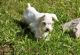 Miniature Schnauzer Puppies for sale in Ann Arbor, MI, USA. price: NA