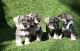 Miniature Schnauzer Puppies for sale in San Diego, CA, USA. price: $1,250