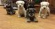 Miniature Schnauzer Puppies for sale in Charleston, WV, USA. price: $400