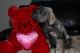 Miniature Schnauzer Puppies for sale in Blountville, TN 37617, USA. price: NA