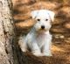 Miniature Schnauzer Puppies for sale in Chesnee, SC 29323, USA. price: NA