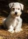 Miniature Schnauzer Puppies for sale in Centreville, VA, USA. price: NA