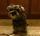 Miniature Schnauzer Puppies for sale in Raymond, OH, USA. price: NA