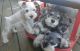 Miniature Schnauzer Puppies for sale in Findlay, OH, OH, USA. price: NA