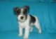 Miniature Schnauzer Puppies for sale in Santa Monica, CA, USA. price: NA