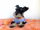 Miniature Schnauzer Puppies for sale in San Diego, CA, USA. price: $1,850