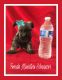 Miniature Schnauzer Puppies for sale in Placitas, NM 87043, USA. price: NA