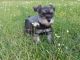 Miniature Schnauzer Puppies for sale in Jayess, MS 39641, USA. price: $1,400