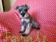 Miniature Schnauzer Puppies for sale in Findlay, OH, OH, USA. price: NA